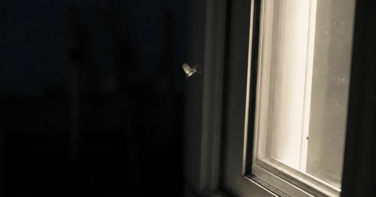 Petit insecte volant pres d'une fenetre eclairee la nuit