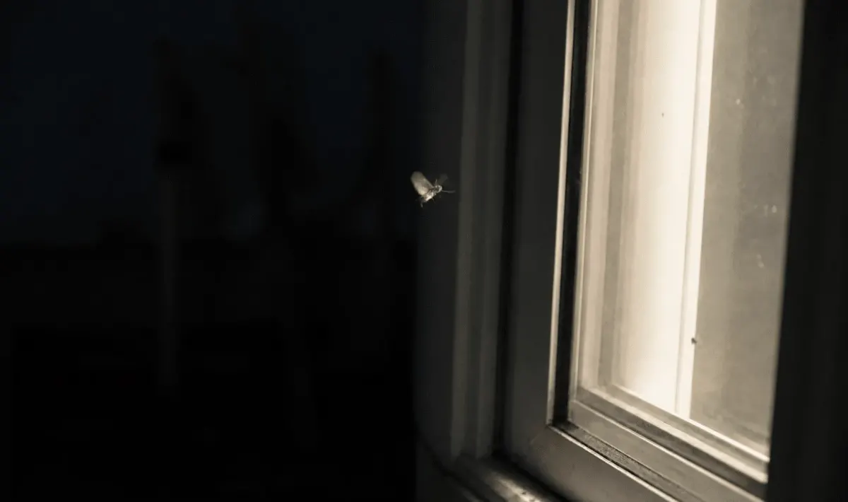 Petit insecte volant pres d'une fenetre eclairee la nuit